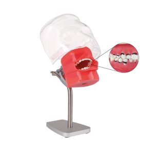 fantoma de periodoncia para mesa Bader – 0904013