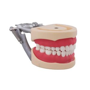 tipodonto dental Bader – 0905000-9
