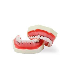 tipodonto dental Bader – 0905125