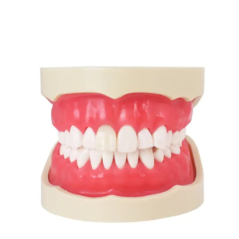 Tipodonto Endodoncia Bader – imagen 3
