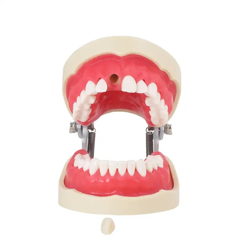 tipodonto dental Bader – 0905127