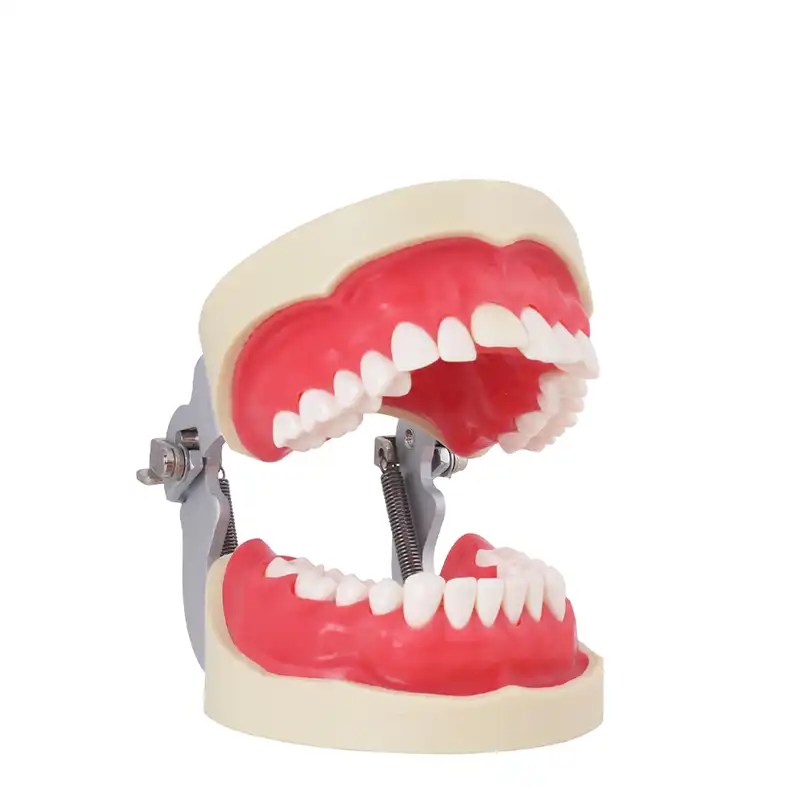 Tipodonto Endodoncia Bader – imagen 2