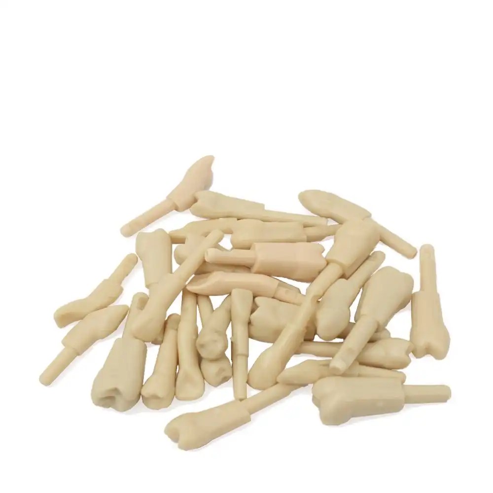 Set de 28 Dientes para Tipodonto Clónico Adulto Bader – imagen 2