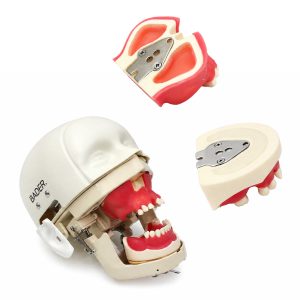 fantoma dental Bader – 0905150