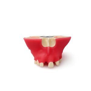 tipodonto dental Bader – 0905158
