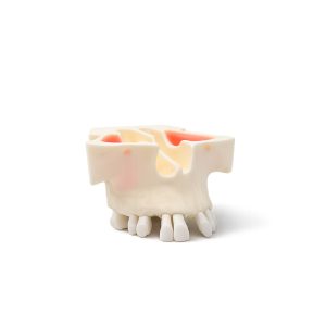 tipodonto dental Bader – 0905165