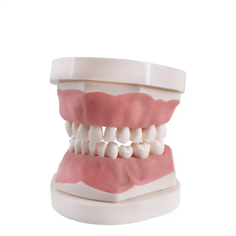 tipodonto dental Bader – 0905000-8PB