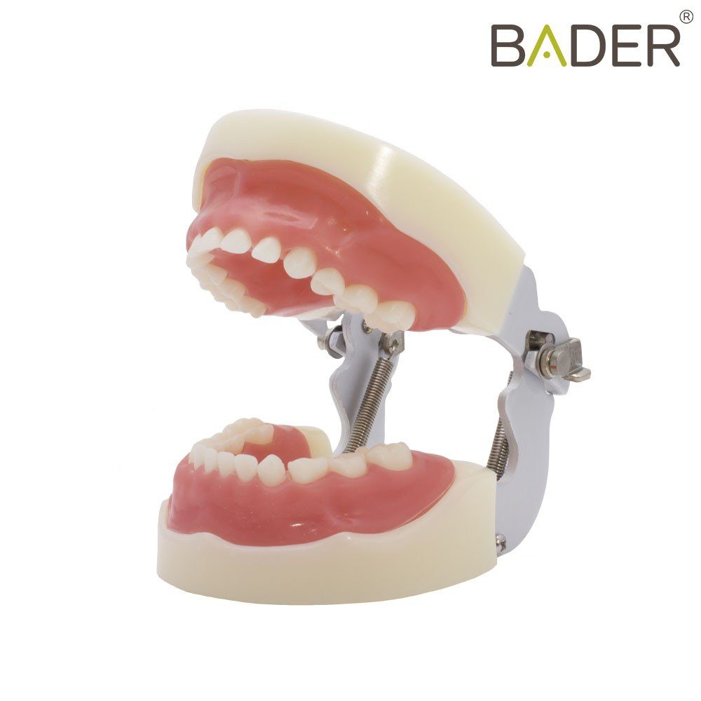 Tipodonto infantil tipo Nissin® Bader – imagen 2