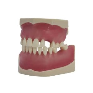 tipodonto dental Bader – 0905112