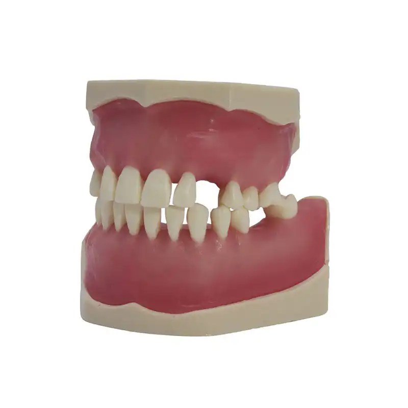 tipodonto dental Bader – 0905112