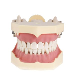 tipodonto dental Bader – 0905100